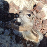 Chipmonk