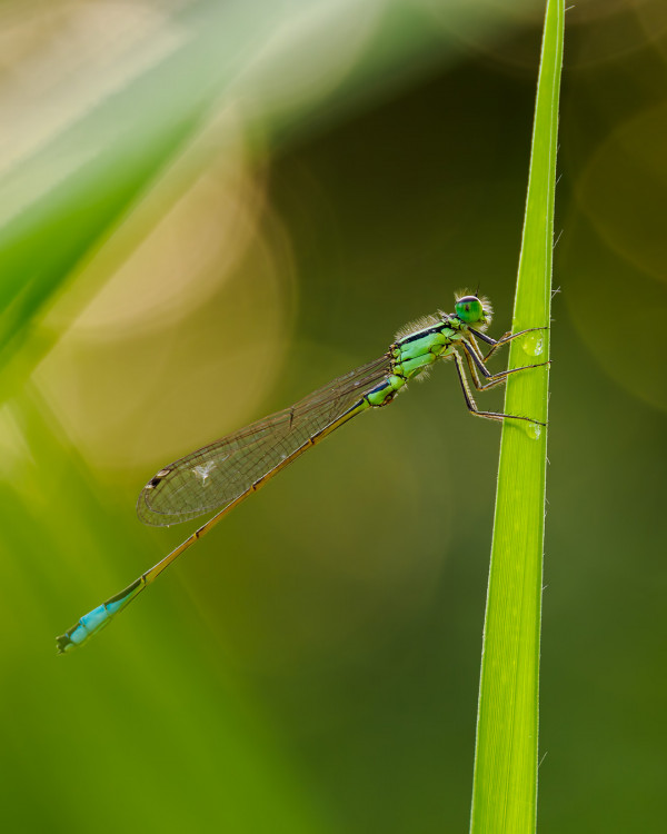 Ischnura pumilio