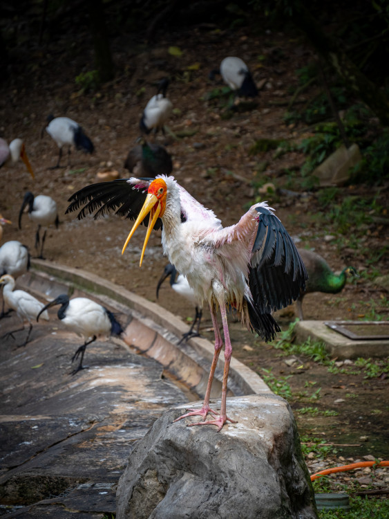 Bird Park Kuala Lumpur