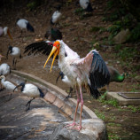 Bird Park Kuala Lumpur