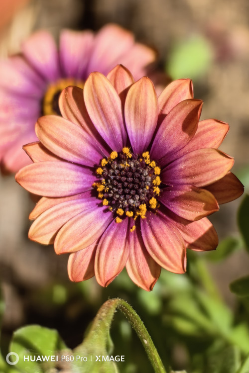 Osteospermum