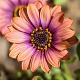 Osteospermum