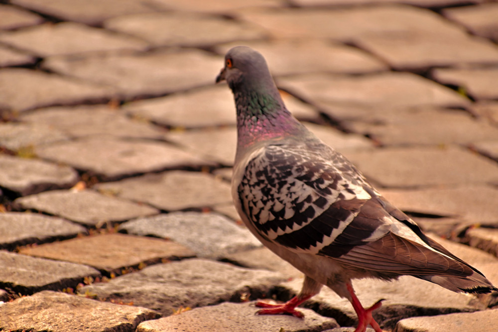 Pigeon na prechádzke