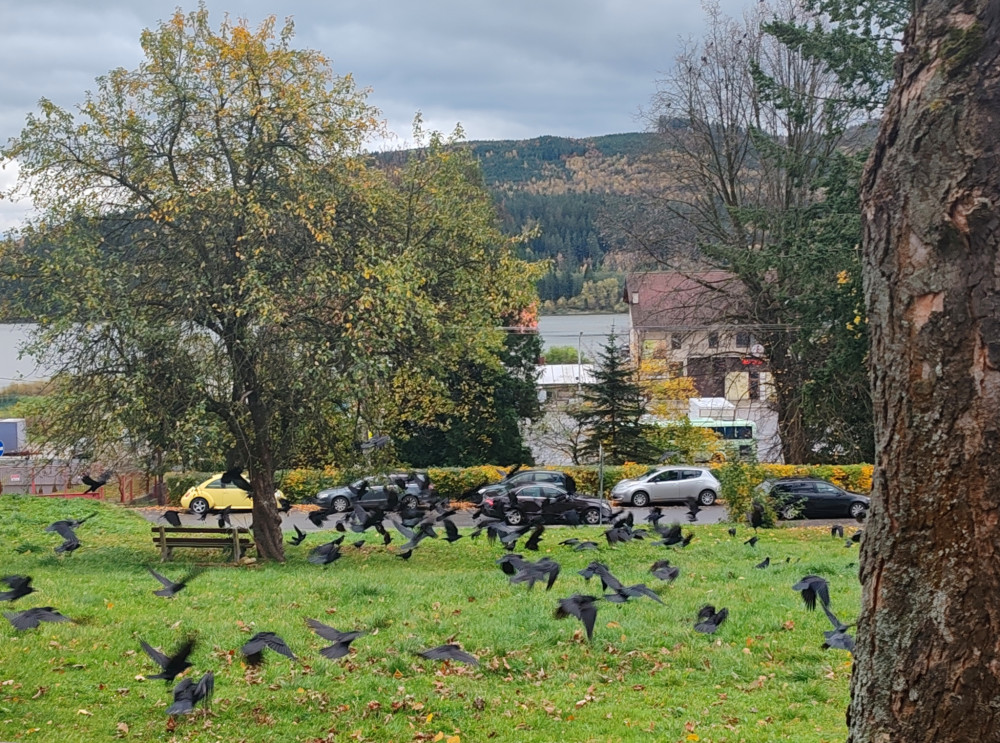 Hitchcockove vtáky