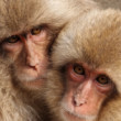 Snezne makaky v Nagane
