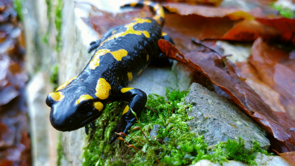 Salamandra