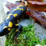 Salamandra