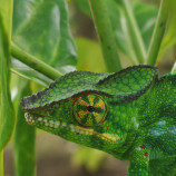 Chameleón