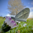 Jarný Motýľ