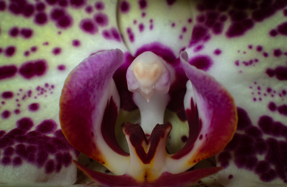 Orchidea