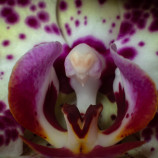 Orchidea