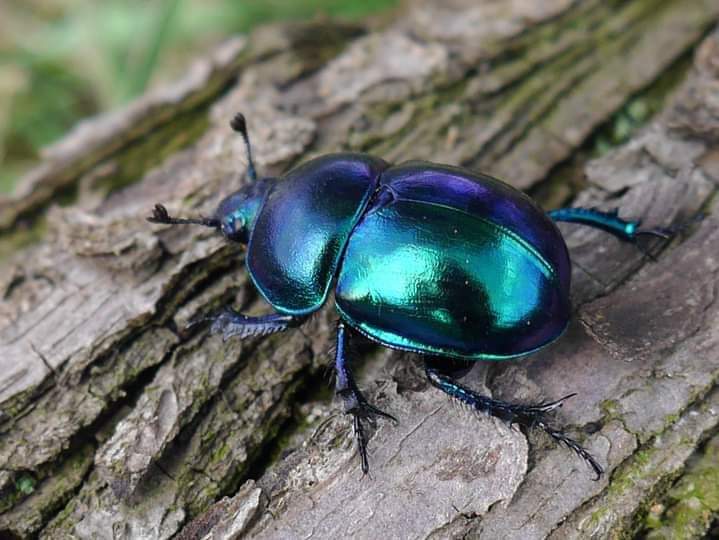 Trypocopris vernalis