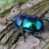 Trypocopris vernalis