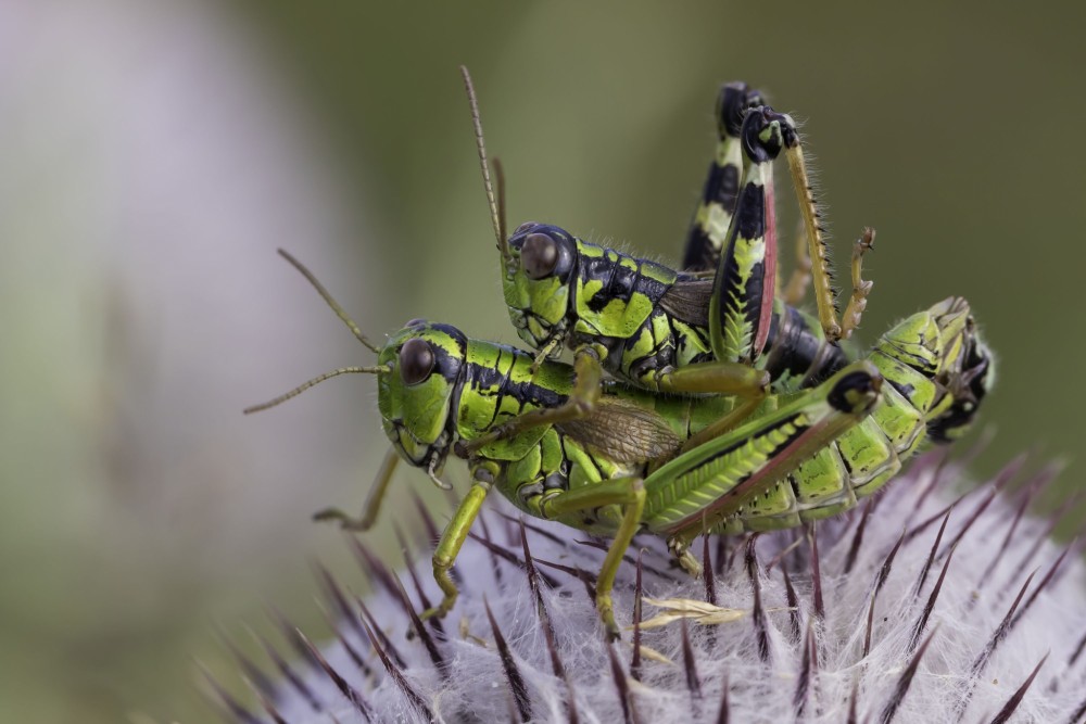 Koník vrchovský (Miramella alpina)