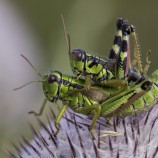 Koník vrchovský (Miramella alpina)