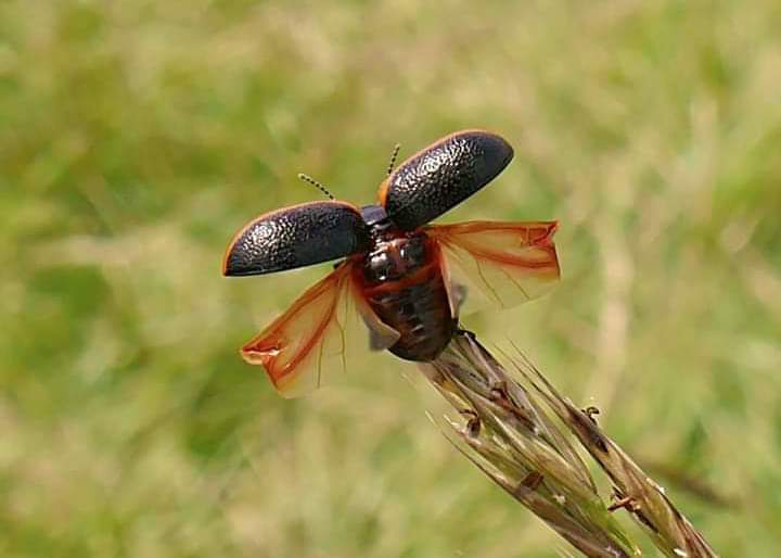 Chrysolina sanguinolenta