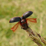 Chrysolina sanguinolenta