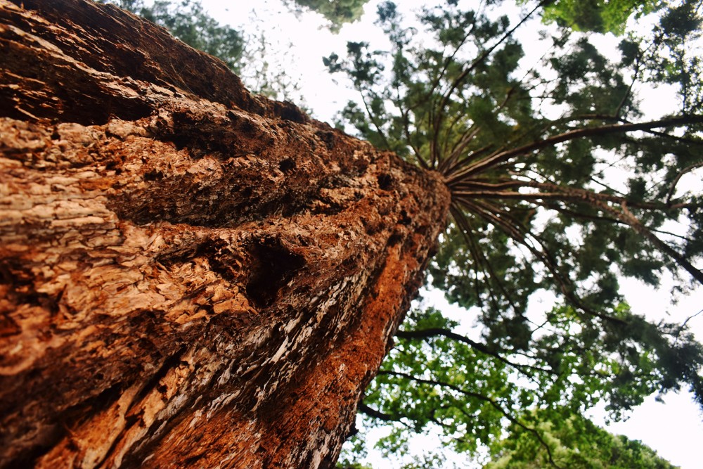 gigantický strom v Botanickej záhrade, Banská Štiavnica