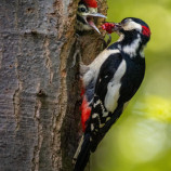 Ďateľ veľký (lat. Dendrocopos major)