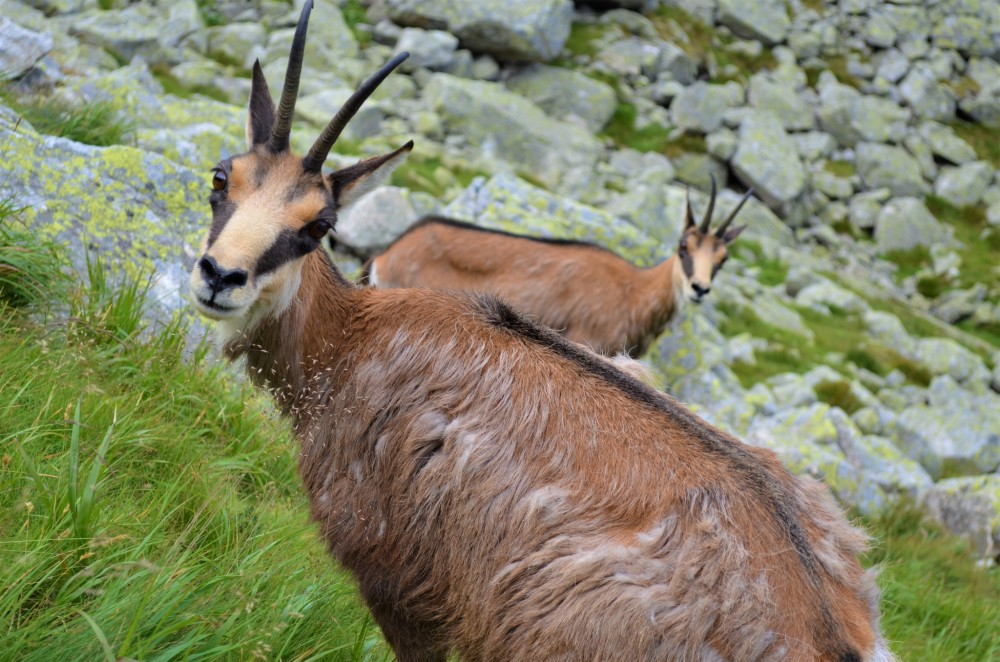 Jahňací štít, Belianske Tatry