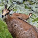 Jahňací štít, Belianske Tatry