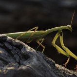 Modlivka zelená (Mantis religiosa)