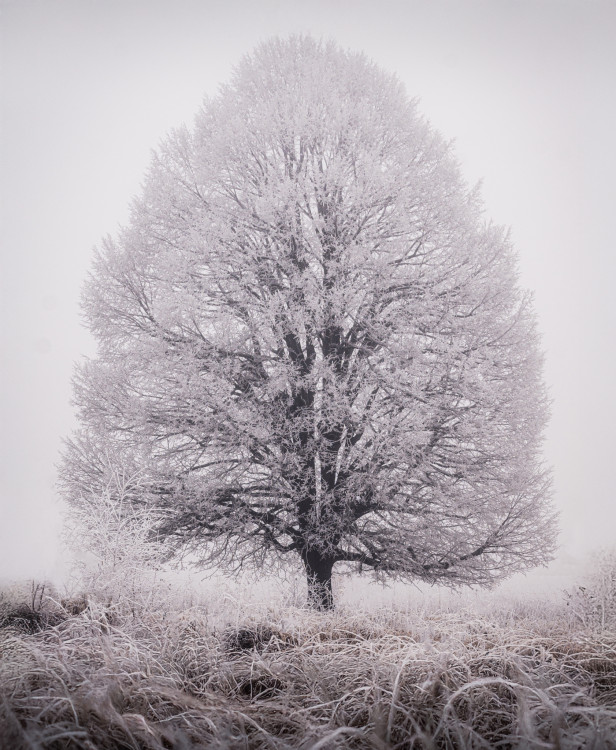 frozen lungs