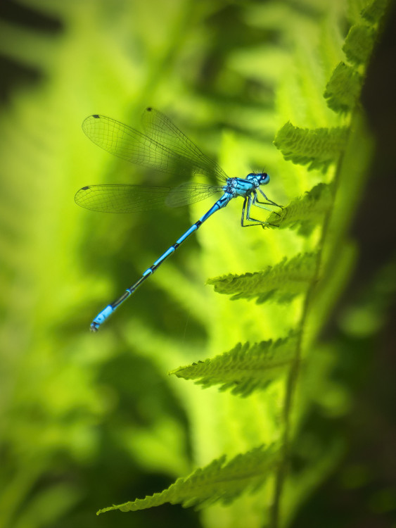 Dragonfly