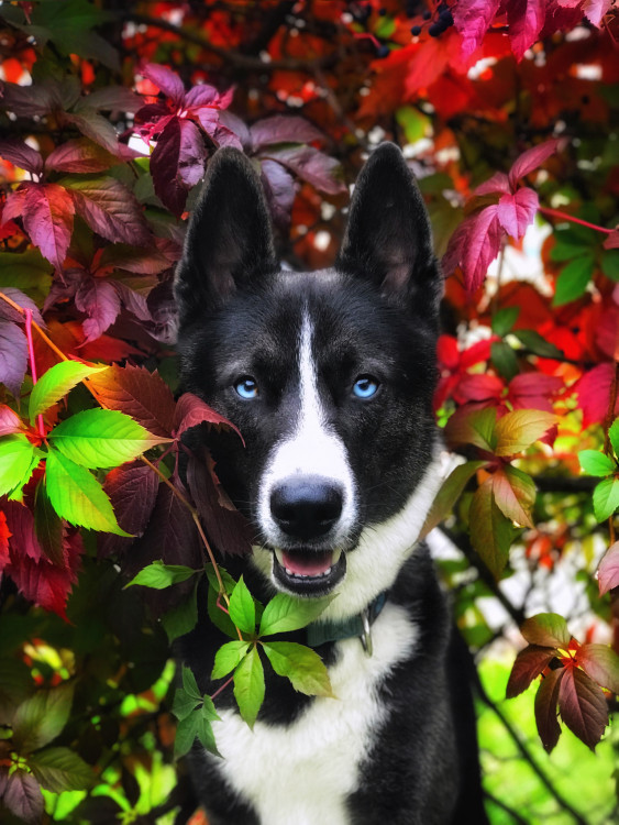 Merlin Magic dog