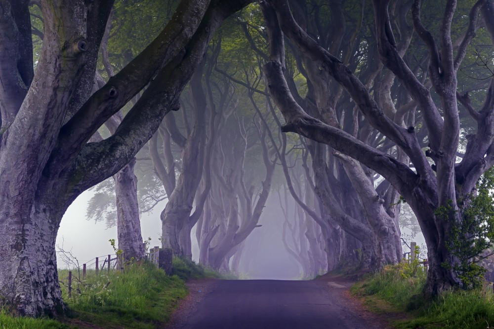 Dark Hedges