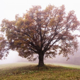 Strom Života