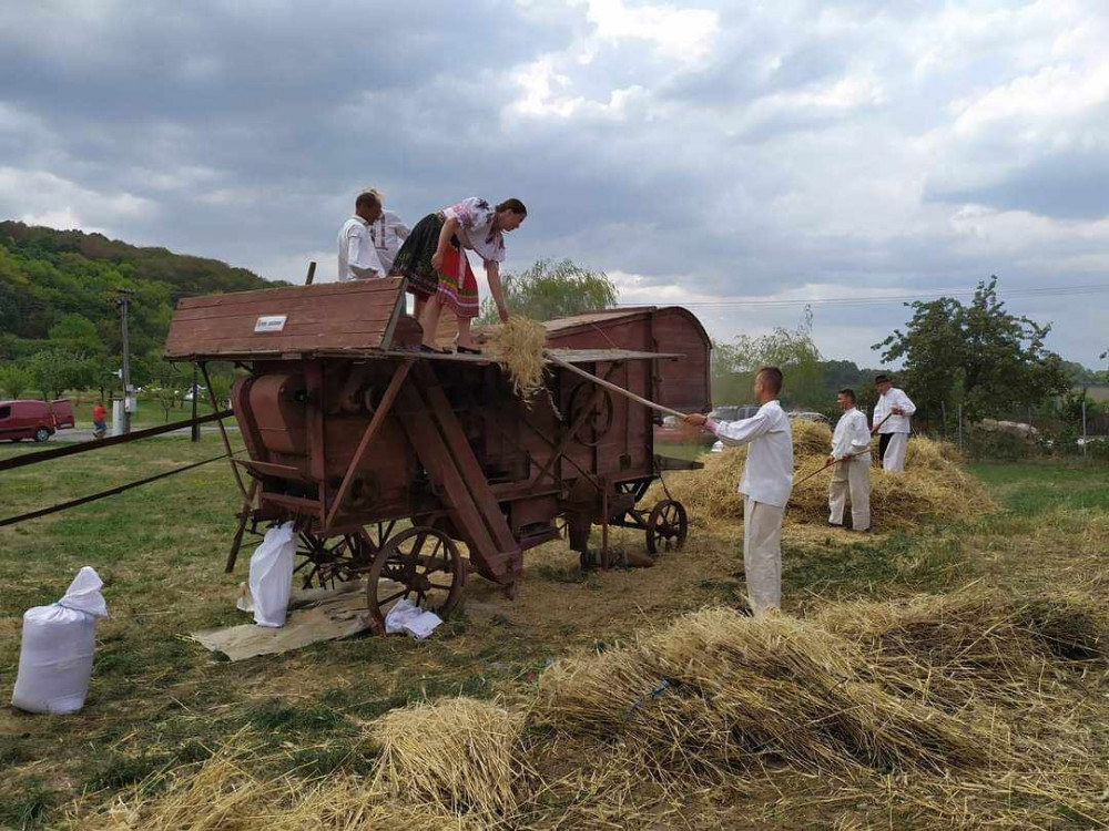 Žatva