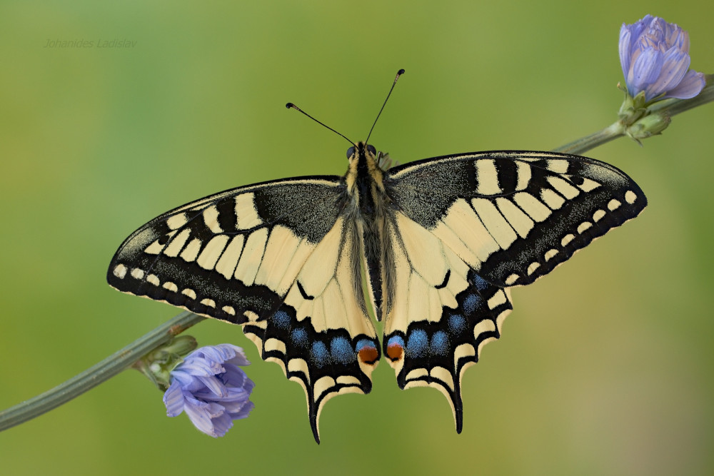 Vidlochvost feniklový - Papilio machaon