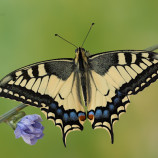 Vidlochvost feniklový - Papilio machaon