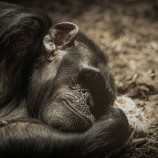 Safari Park Dvůr Králové .