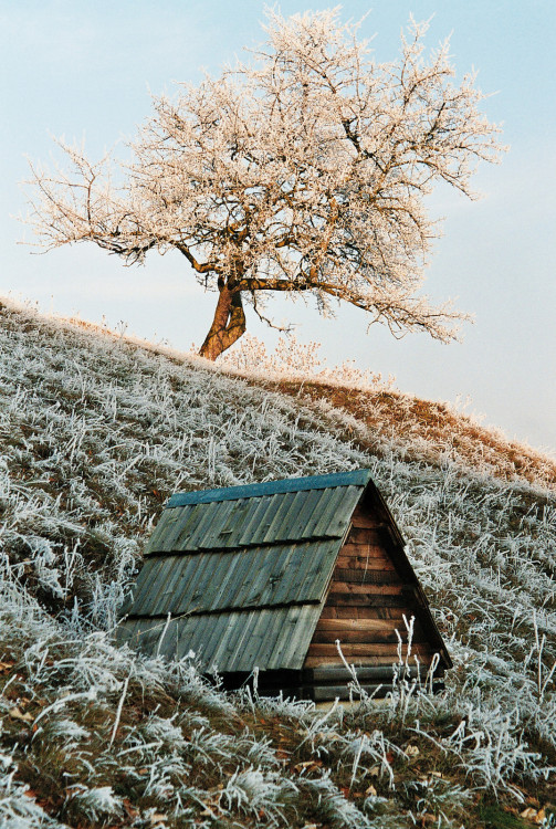 Dášok a strom