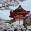 Kvitnutie sakury Kjoto