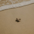 Púšťanie korytnačiek do mora